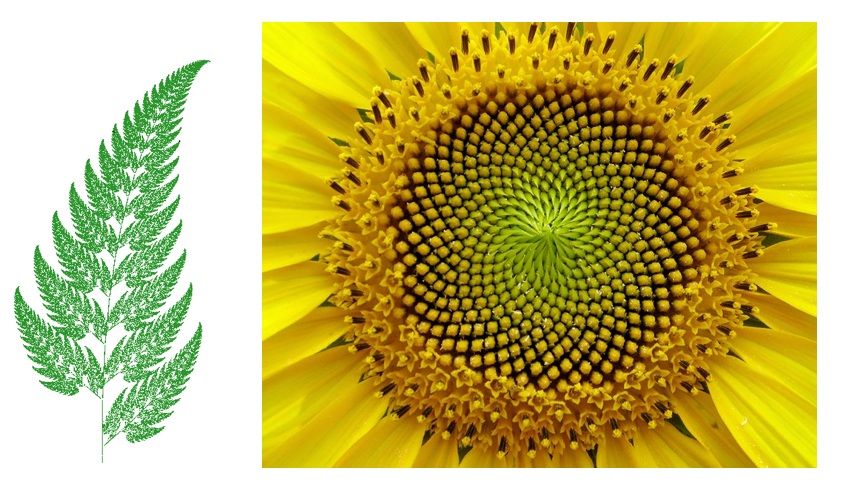 자연 속의 프랙탈